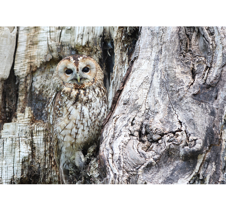 动物墙壁画 睿智的猫头鹰肖像 - TenStickers