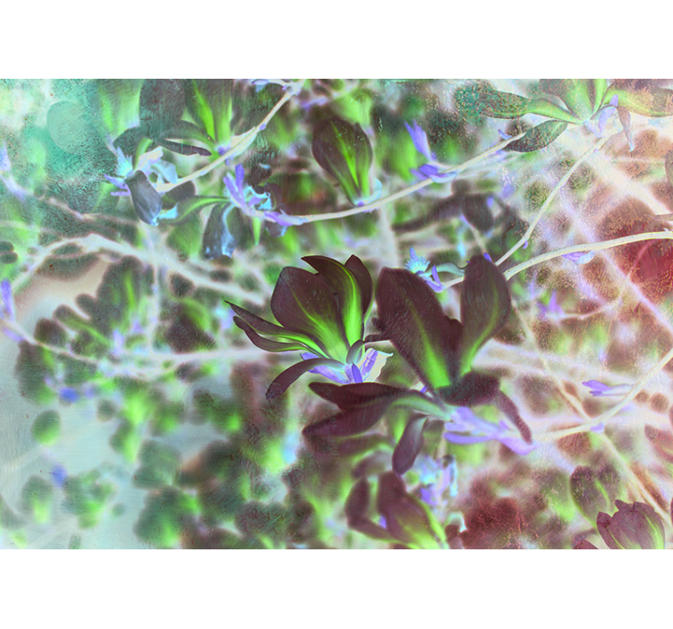 壁画兰花 木兰花盛开 - TenStickers