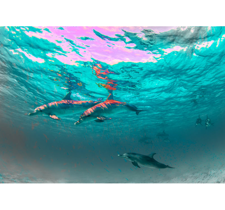 动物墙壁画快乐游玩的海豚 - TenStickers