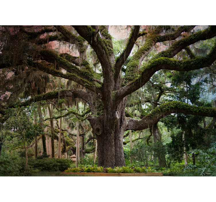 森林墙壁画 雄伟的橡树 - TenStickers