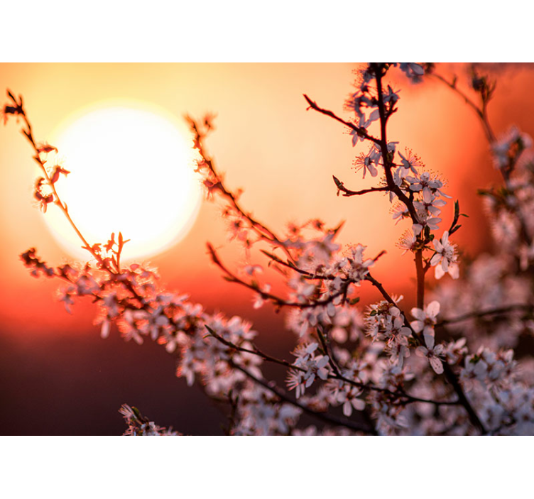 花墙壁画 日落花展 - TenStickers