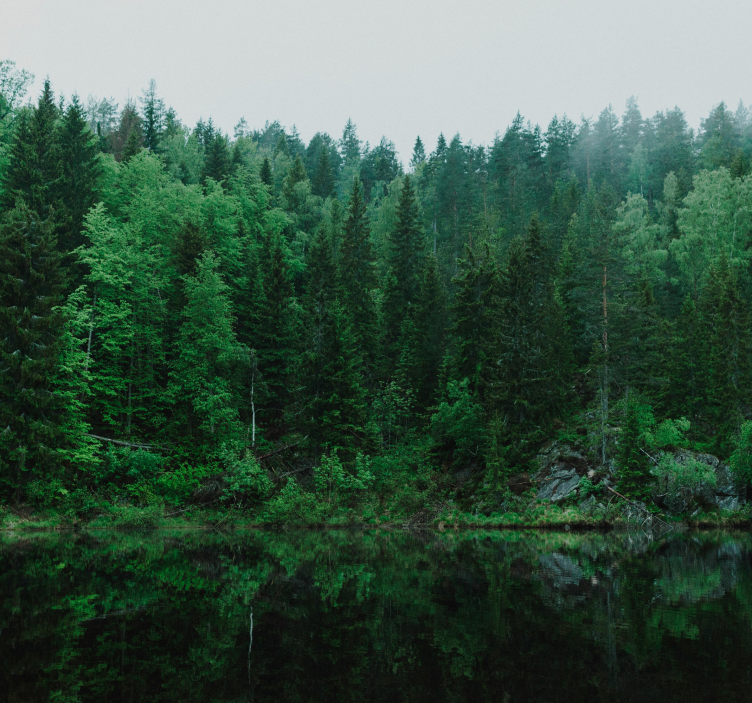 树木墙壁画 深山森林 - TenStickers