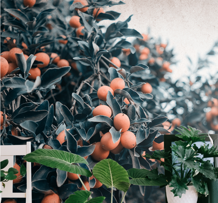 花墙壁画柑橘水果枝 - TenStickers