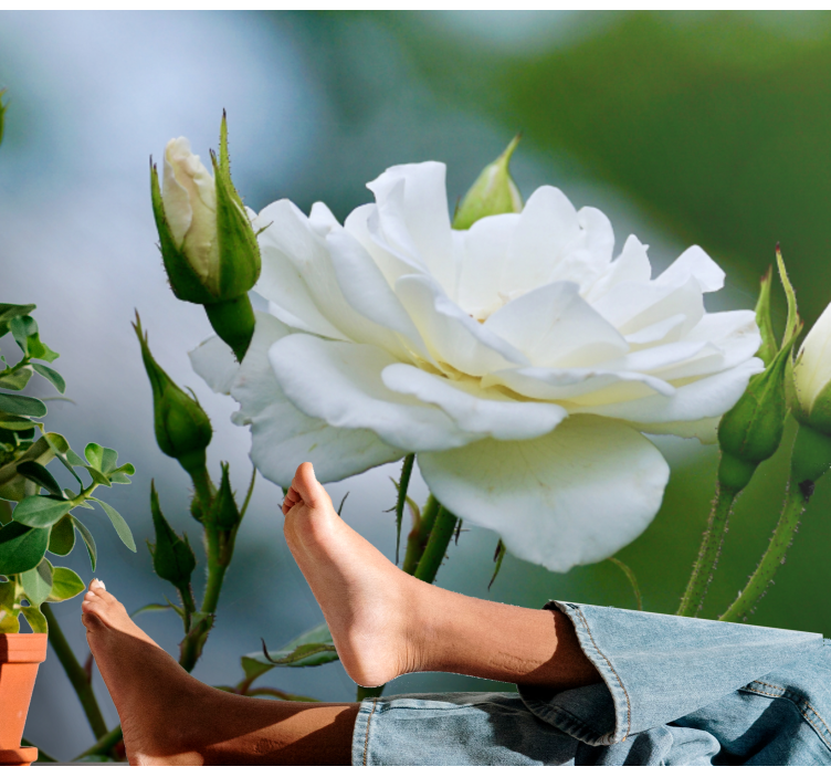 花墙壁画优雅白玫瑰 - TenStickers