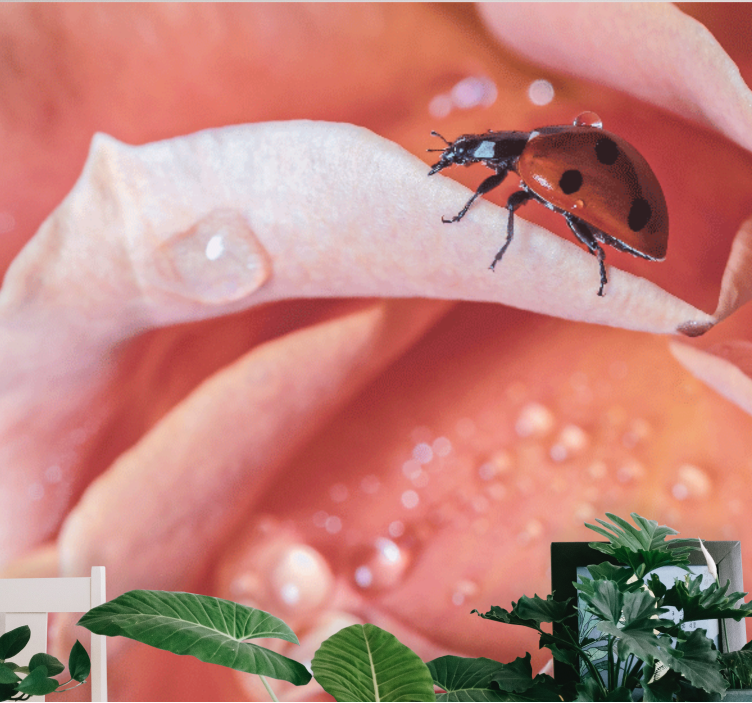 花墙壁画：花瓣上的瓢虫 - TenStickers