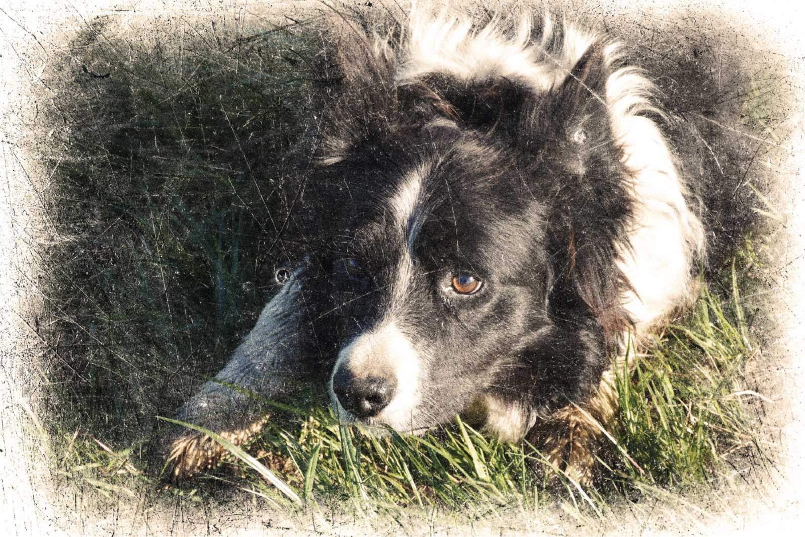 其他动物海报 定制复古效果 - TenStickers