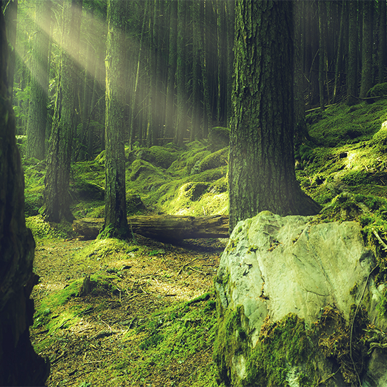 客厅海报自然森林中的苔藓岩石 - TenStickers