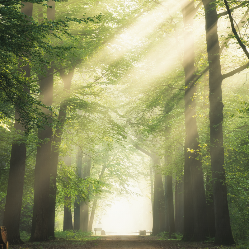 客厅海报展现阳光下的绿色森林 - TenStickers