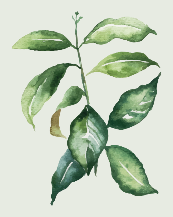 花卉和植物海报青柠棕榈叶 - TenStickers