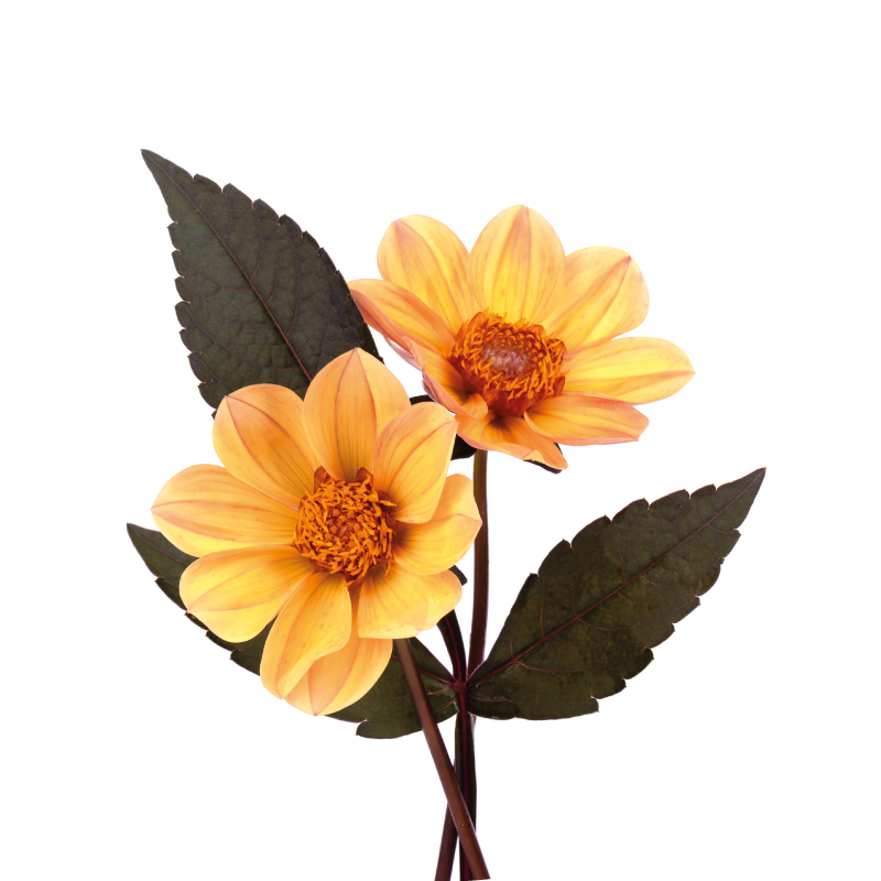 花卉和植物海报两朵花 - TenStickers