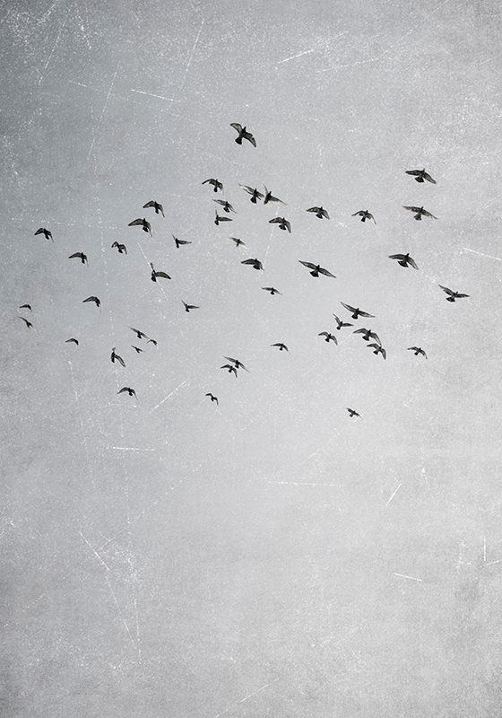 其他动物海报 鸟儿飞翔 - TenStickers