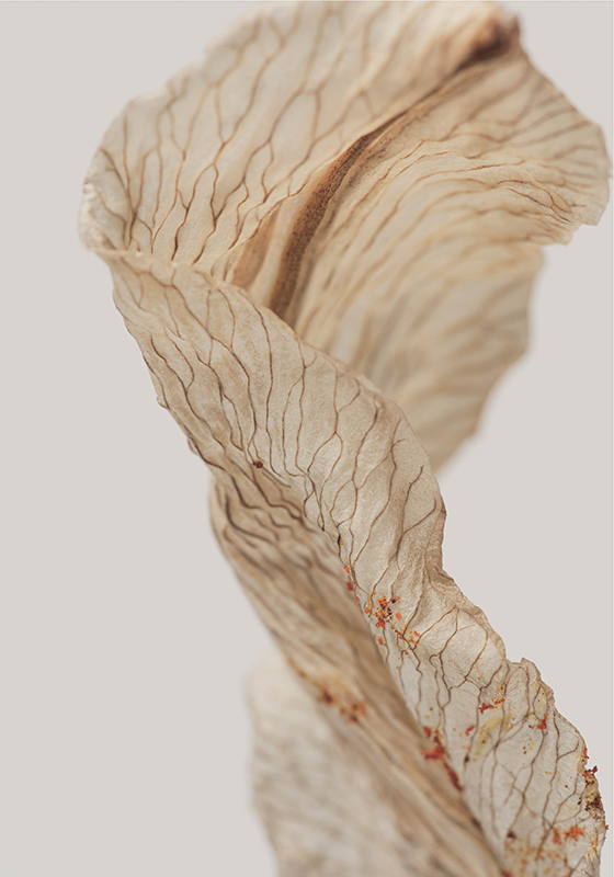 極簡主義海報叶子的特写摄影 - TenStickers