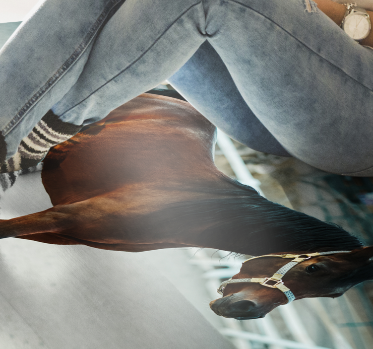 乙烯基地毯动物优雅马匹肖像 - TenStickers