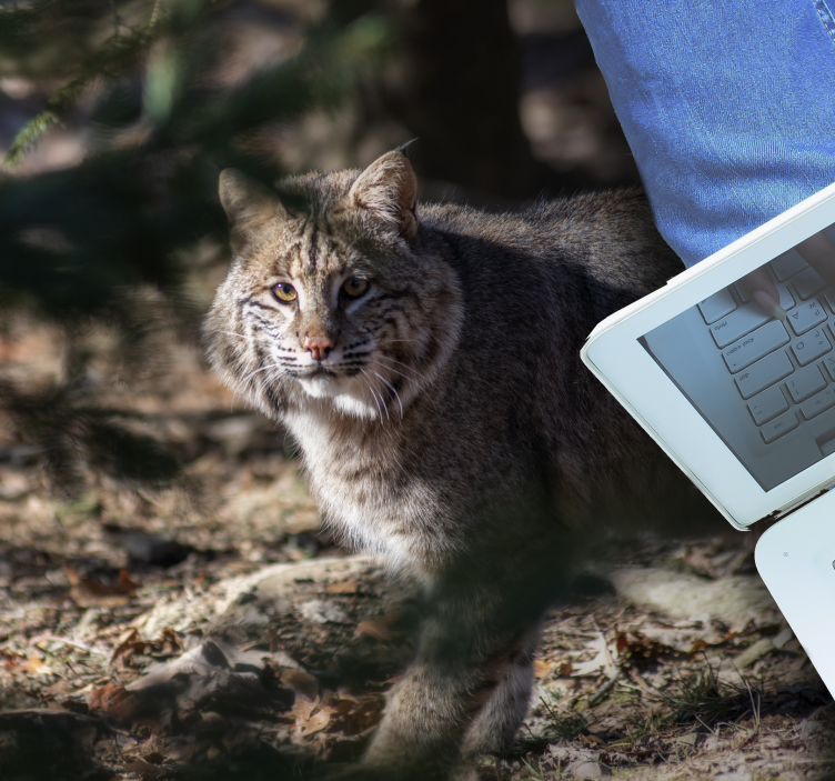 乙烯基地毯动物野生猫咪场景 - TenStickers