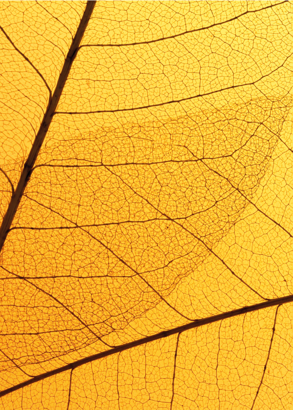 乙烯基地毯黄色 植物叶子设计 - TenStickers