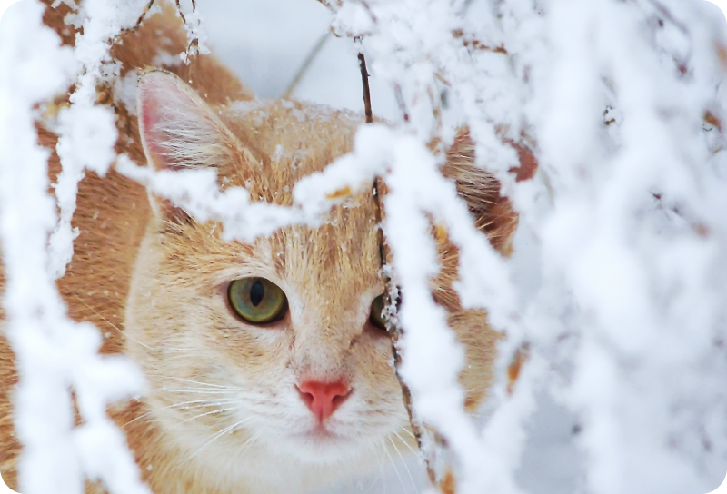 乙烯基地毯动物与钟乳石猫 - TenStickers