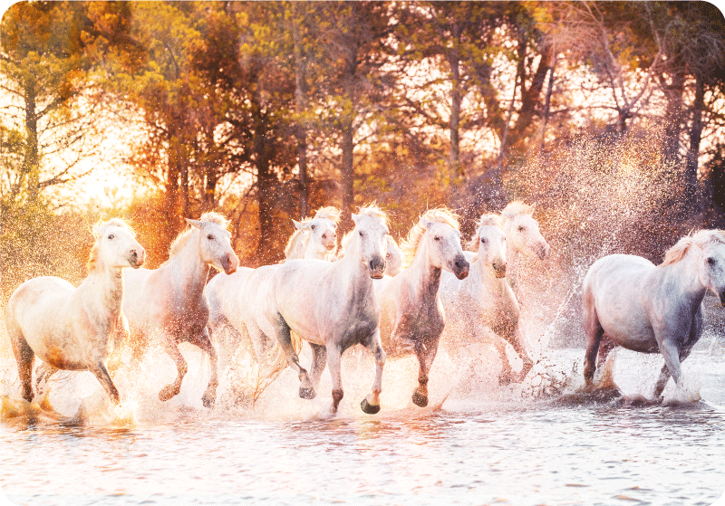 乙烯基地毯动物野马温暖日落景观 - TenStickers