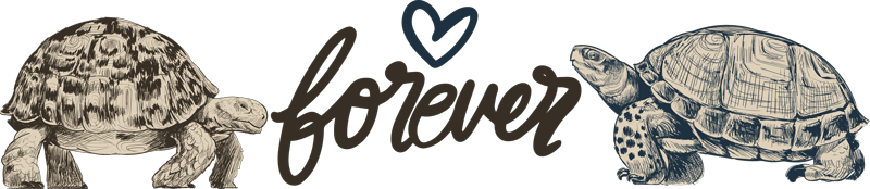 乙烯基地毯动物海龟永恒的爱语录 - TenStickers