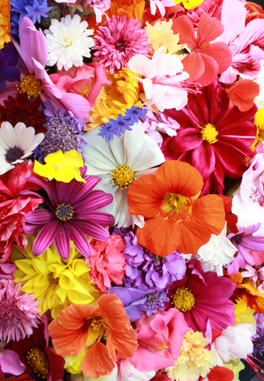 乙烯基花草地毯 满是五彩缤纷的花朵 - TenStickers