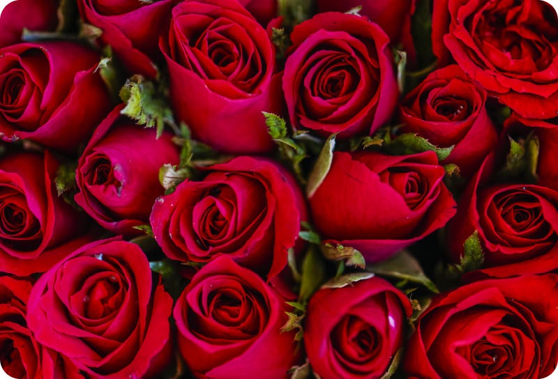 乙烯基花草地毯红色花卉风格 - TenStickers