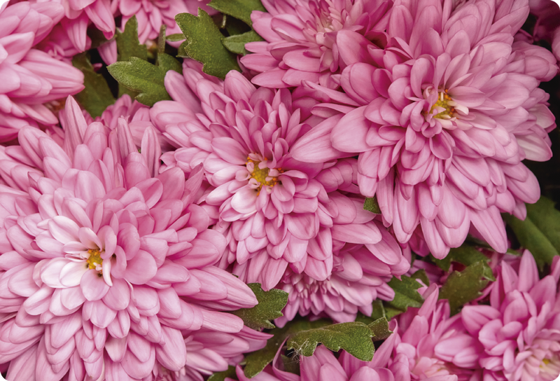 乙烯基花草地毯粉色花卉春季款 - TenStickers