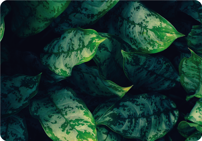 乙烯基花草地毯马兰芽叶 - TenStickers