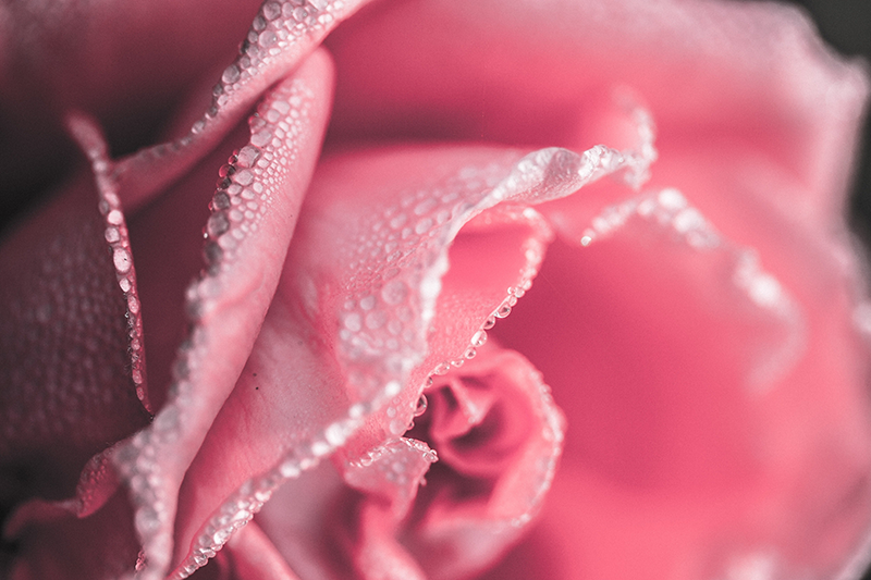 乙烯基花草地毯 带露水的玫瑰花瓣 - TenStickers