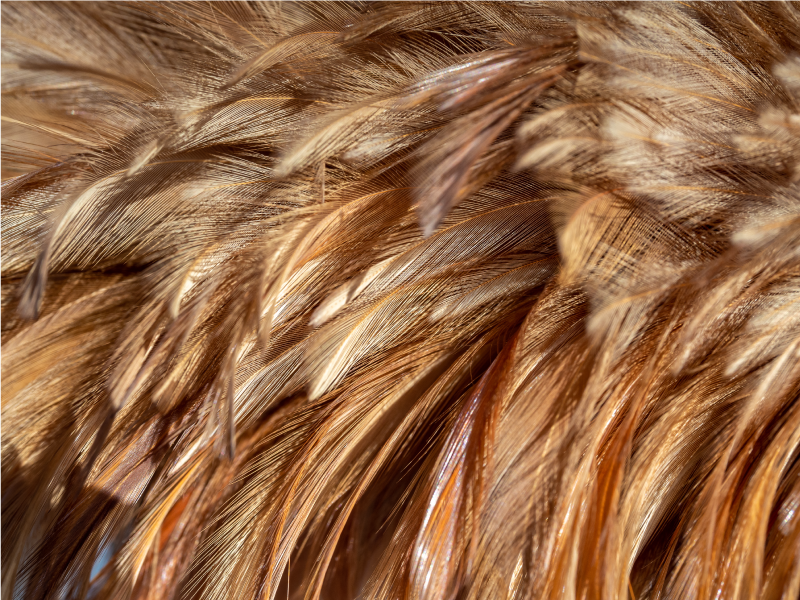 乙烯基地毯动物印花 旋转的毛皮 - TenStickers