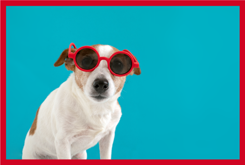 乙烯基地毯动物时尚犬肖像 - TenStickers