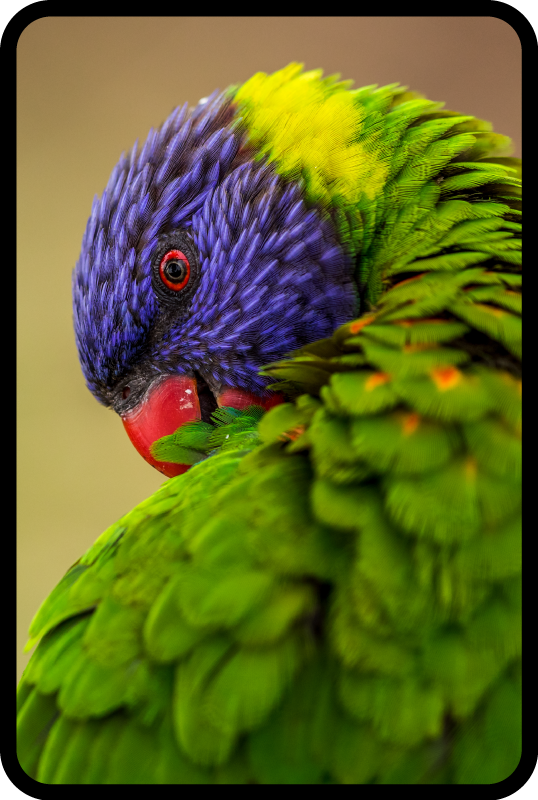 乙烯基地毯动物色彩斑斓的鹦鹉肖像 - TenStickers