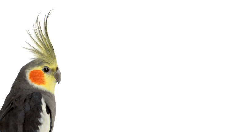 乙烯基地毯动物鹦鹉轮廓 - TenStickers