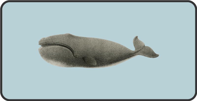 乙烯基地毯动物鲸鱼轮廓设计 - TenStickers