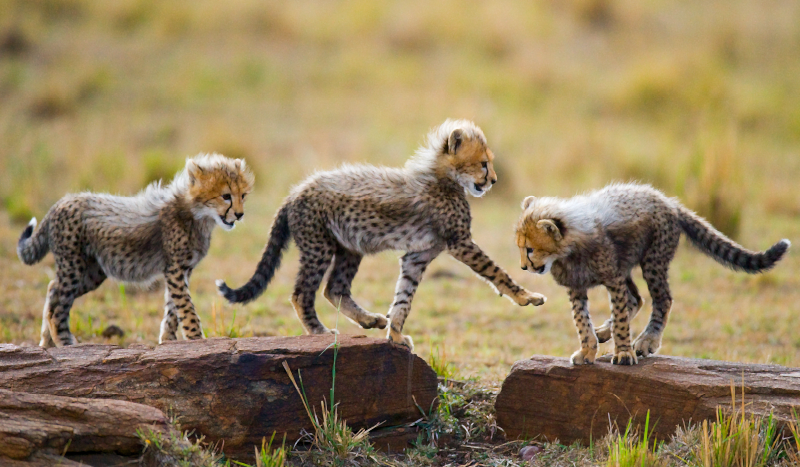 乙烯基地毯动物猎豹幼崽冒险 - TenStickers