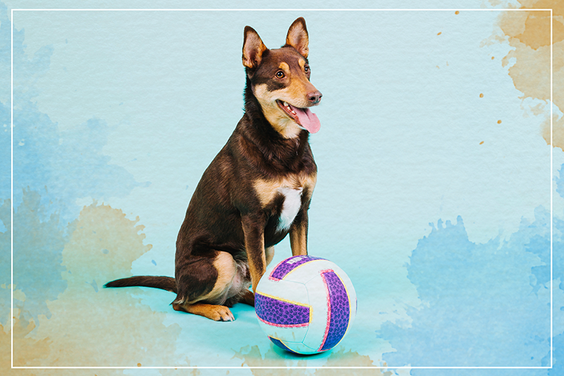 乙烯基地毯动物活泼的犬类伙伴 - TenStickers