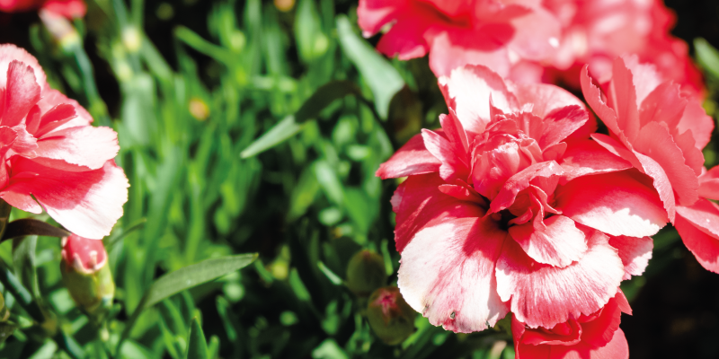 乙烯基花草地毯粉色花朵与草坪 - TenStickers