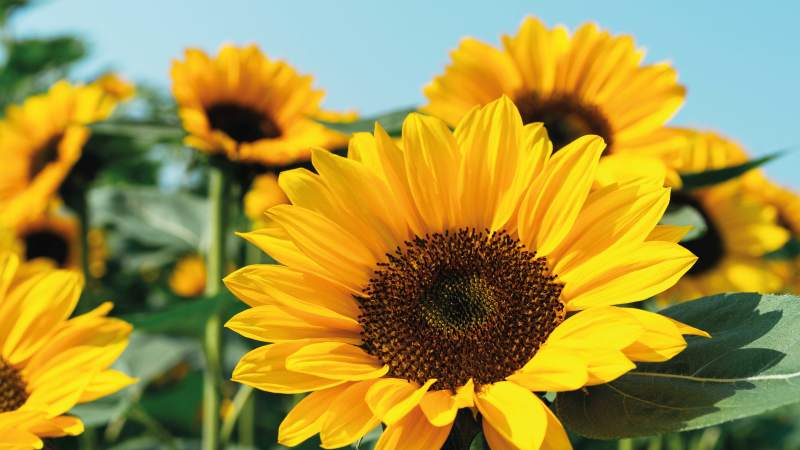 乙烯基花草地毯明亮的向日葵设计 - TenStickers