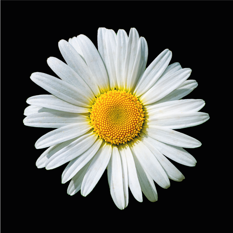 乙烯基花草地毯雏菊绽放 - TenStickers