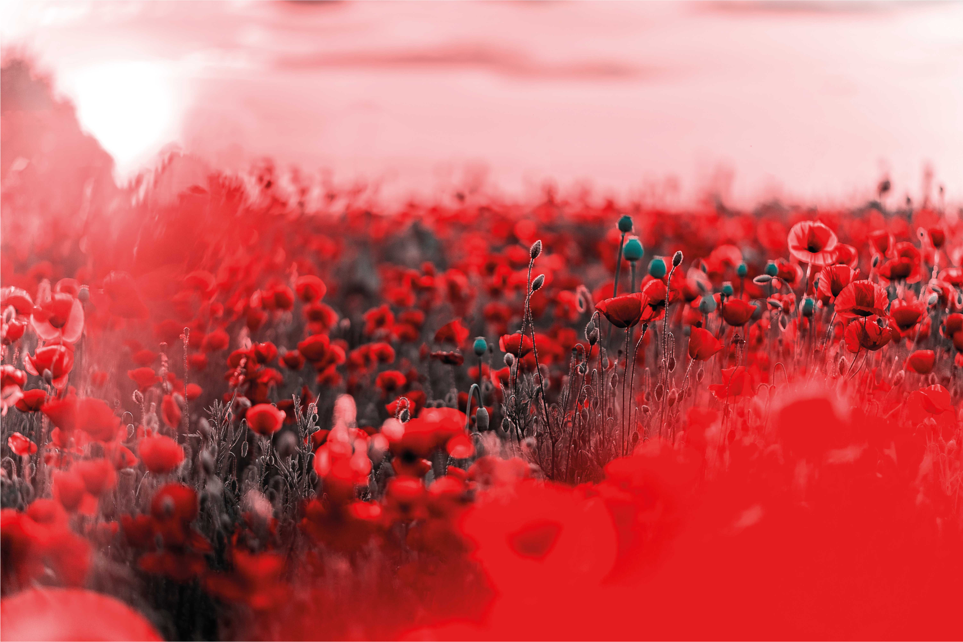 乙烯基花草地毯红色花卉场景 - TenStickers