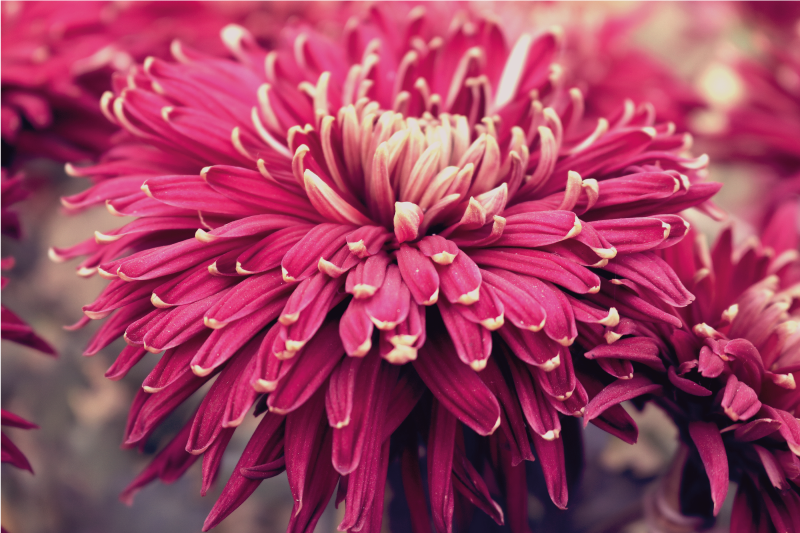 乙烯基花草地毯仿真菊花设计 - TenStickers