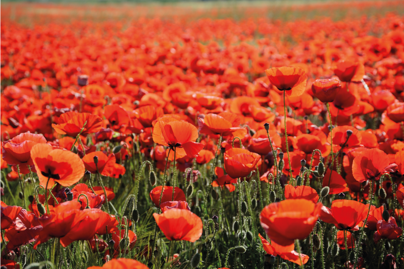 乙烯基花草地毯生机勃勃的红色罂粟花 - TenStickers