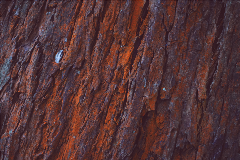 乙烯基地毯木纹乡村树皮 - TenStickers