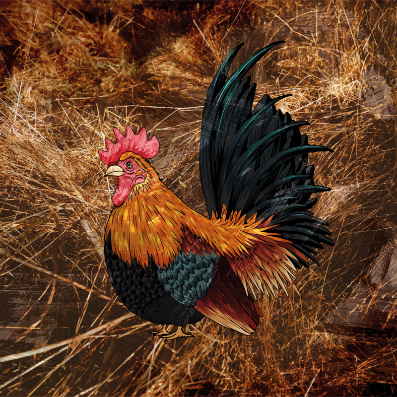 乙烯基地毯动物印花生动的公鸡图案 - TenStickers