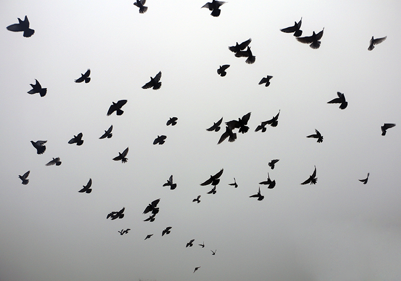 乙烯基地毯飞翔鸟儿图案 - TenStickers