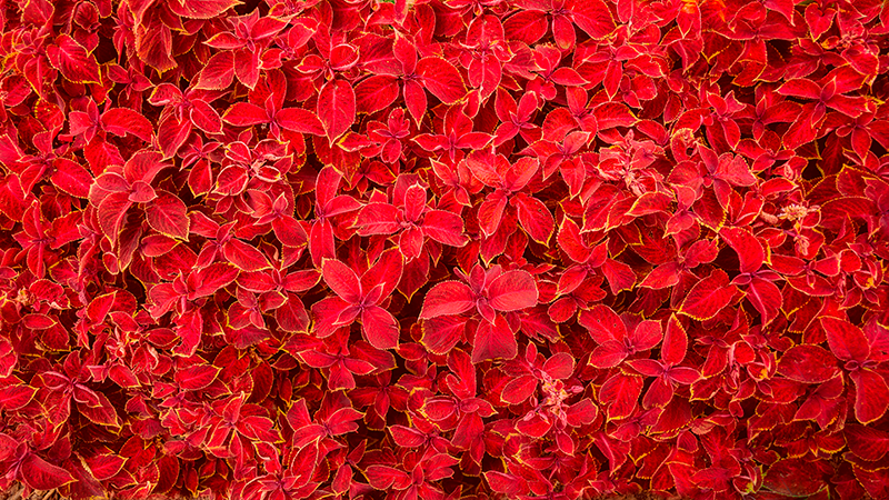 乙烯基地毯 花瓣图案 - TenStickers