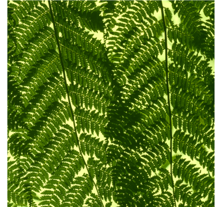 墙纸 北欧的绿色蕨类植物 - TenStickers
