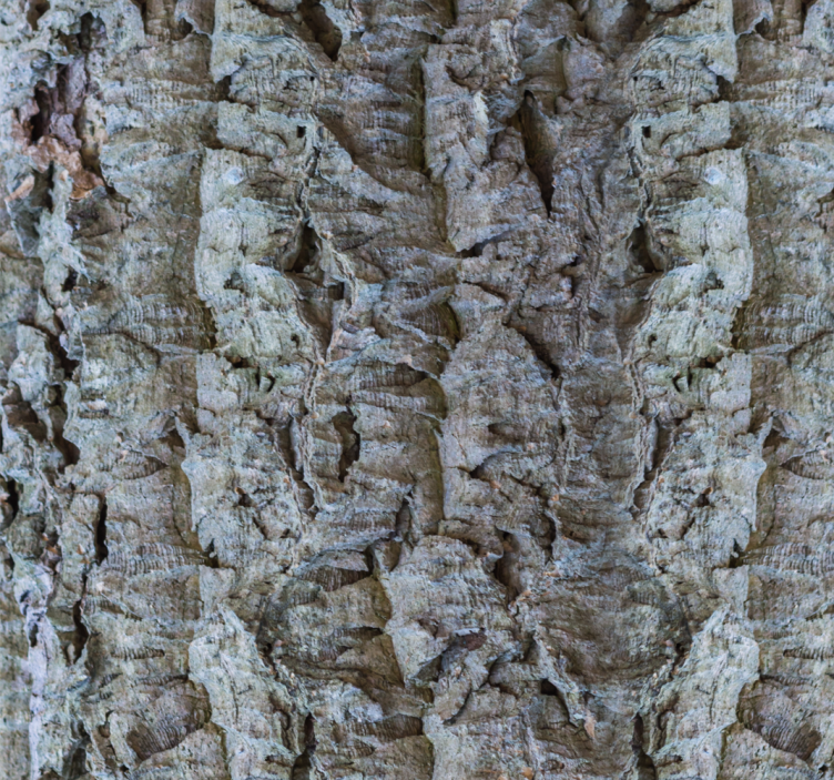 墙纸 木 树皮纹理 - TenStickers